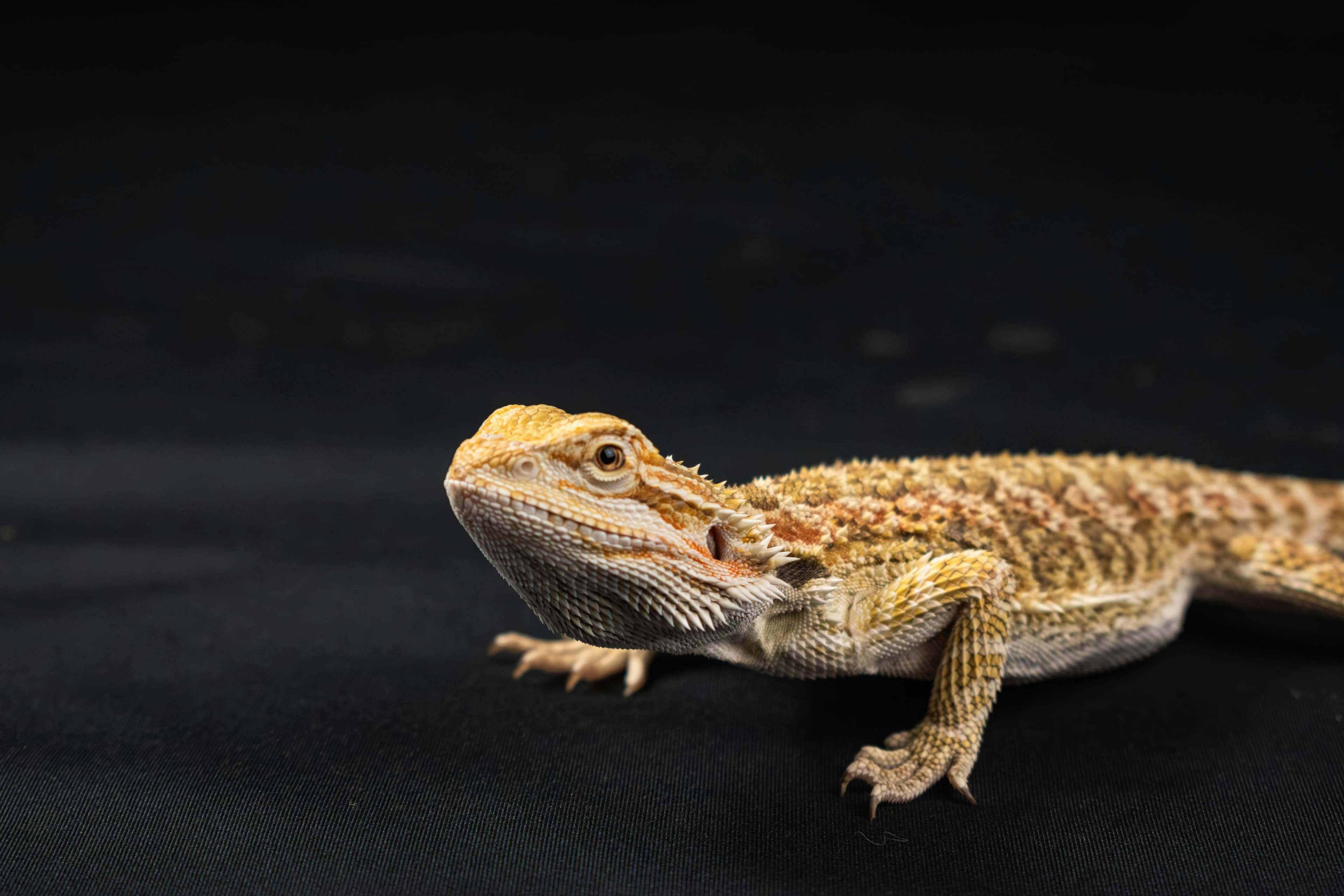 Bearded Dragon