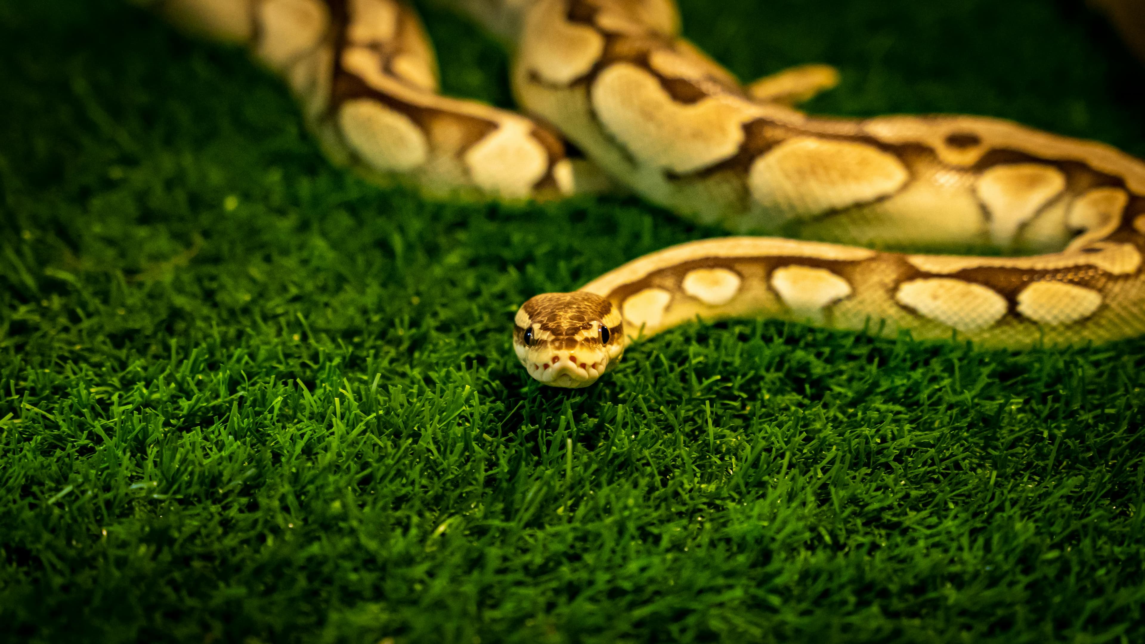 Ball Python